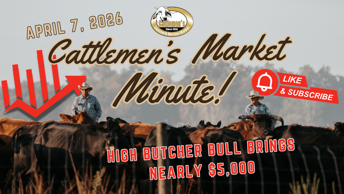 Cattlemen's Market Minute - April 7, 2026