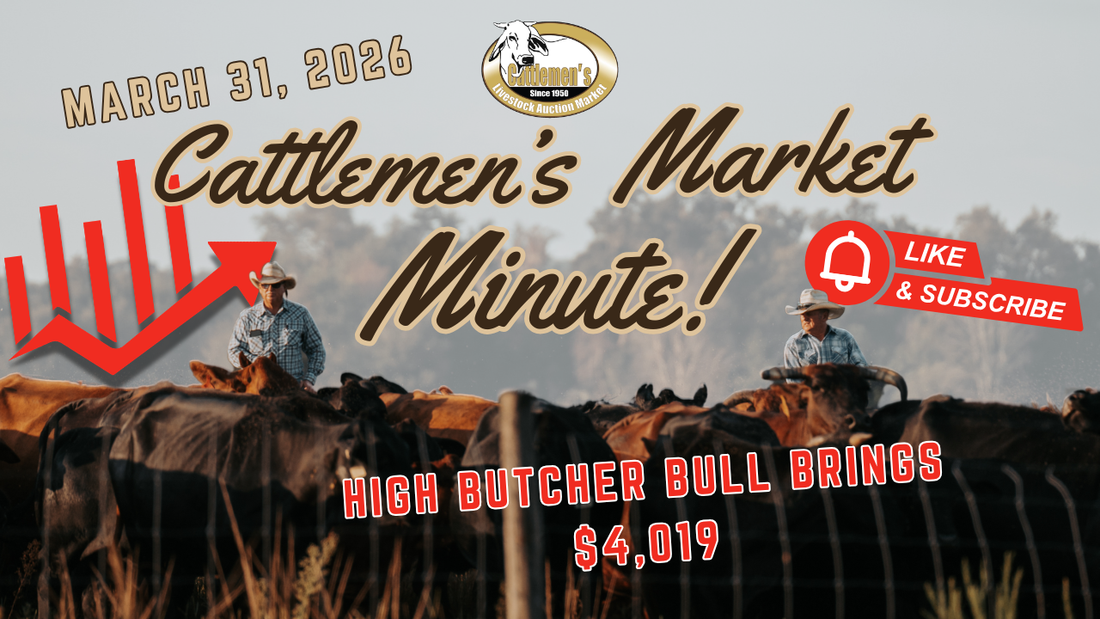 Cattlemen's Market Report March 31, 2026