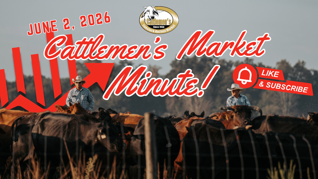 Cattlemen's Market Report 6-2-26