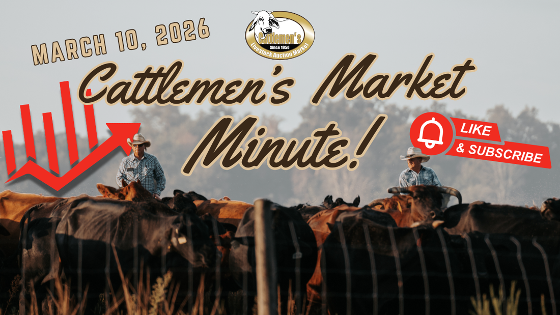 Cattlemen's Cattle Market Report Lakeland, FL March 17, 2026