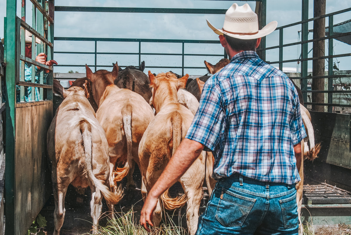 Cattlemen's Livestock Auction Market | Central Florida Cattle Auction ...