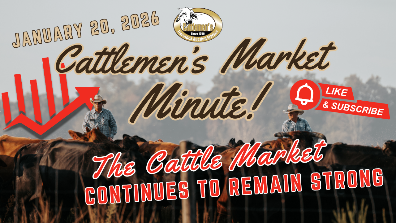 Load video: Cattle, Cattlemen’s, livestock, cattle sales, cowboy, market report, okeechobee, central florida, arcadia, ocala, sumter county, agriculture, florida agriculture, florida cattle,Cattle,Cattlemen’s,livestock,cattle sales,cowboy,market report,okeechobee,central florida,arcadia,ocala,sumter county,agriculture,florida agriculture,florida cattle,lakeland florida,plant city fl,polk county,pasco county,lake county,auction,cattle auction