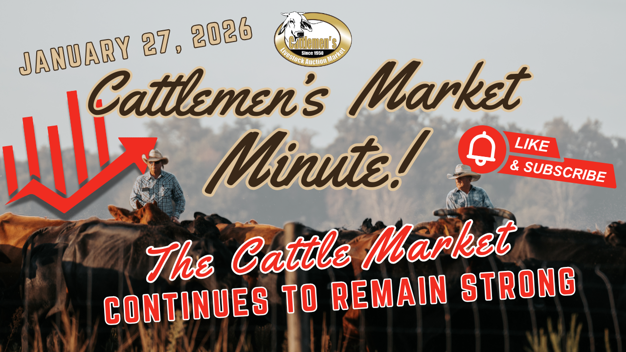 Load video: Cattle, Cattlemen’s, livestock, cattle sales, cowboy, market report, okeechobee, central florida, arcadia, ocala, sumter county, agriculture, florida agriculture, florida cattle,Cattle,Cattlemen’s,livestock,cattle sales,cowboy,market report,okeechobee,central florida,arcadia,ocala,sumter county,agriculture,florida agriculture,florida cattle,lakeland florida,plant city fl,polk county,pasco county,lake county,auction,cattle auction