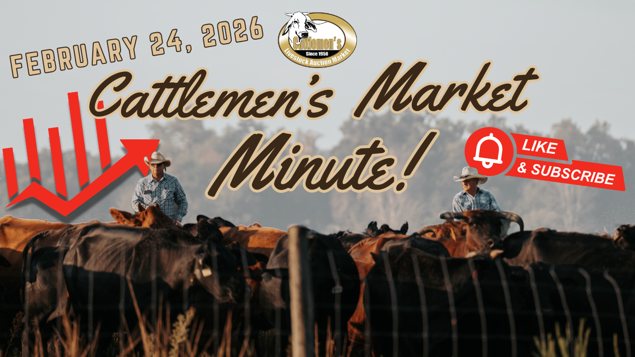 Load video: Cattle, Cattlemen’s, livestock, cattle sales, cowboy, market report, okeechobee, central florida, arcadia, ocala, sumter county, agriculture, florida agriculture, florida cattle,Cattle,Cattlemen’s,livestock,cattle sales,cowboy,market report,okeechobee,central florida,arcadia,ocala,sumter county,agriculture,florida agriculture,florida cattle,lakeland florida,plant city fl,polk county,pasco county,lake county,auction,cattle auction