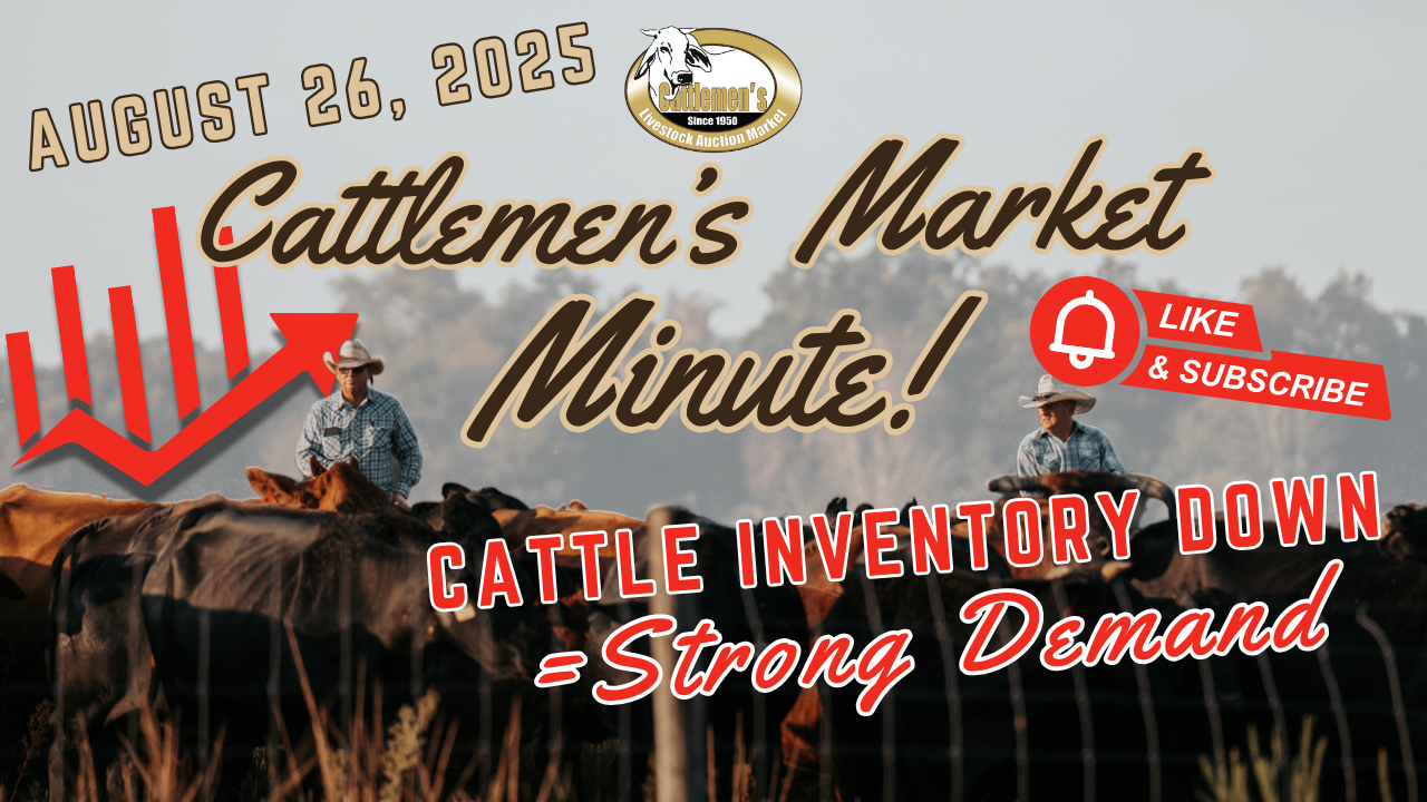 Load video: Cattlemen&#39;s Market Minute  – July 15, 2025 | 715 hd📈Trend:Cows &amp; Bulls $1 to $2 higherHeifers $4 to $8 higherSteers &amp; Bulls steady to $8 higher 🔥Check out these top prices🔥THE HIGH CALF BROUGHT $5.80/LB @ 180 lbs = $1,073 Multiple calves dollaring out over $2,000THE HIGH BUTCHER COW BROUGHT$1.74/LB @ 1405 lbs = $2,444.70THE HIGH BUTCHER BULL BROUGHT$1.97/LB @ 1490 lbs = $2,935 This week at Cattleman&#39;s Livestock Market in Lakeland, Florida, we saw a steady to stronger market across the board. We ran 714 head through the ring this week, around 200 head of CLM Vac calves. Heifer calves showed the most significant gains, with prices strengthening. Particularly those calves weighing 350-400 pounds and above, also experienced stronger prices. The cow and bull markets were up by two to three dollars. Notably, vac calves demonstrated higher value, emphasizing the importance of robust health programs, including minerals, warming, and vaccinations. Looking ahead, mark your calendars for the fall heifer and bull sale on October 31st, featuring a selection of Charolais Bulls and quality heifers and cows. As always, thank you to our producers, buyers, and everyone in between who trusts our family with their cattle marketing. - Dave Tomkow
