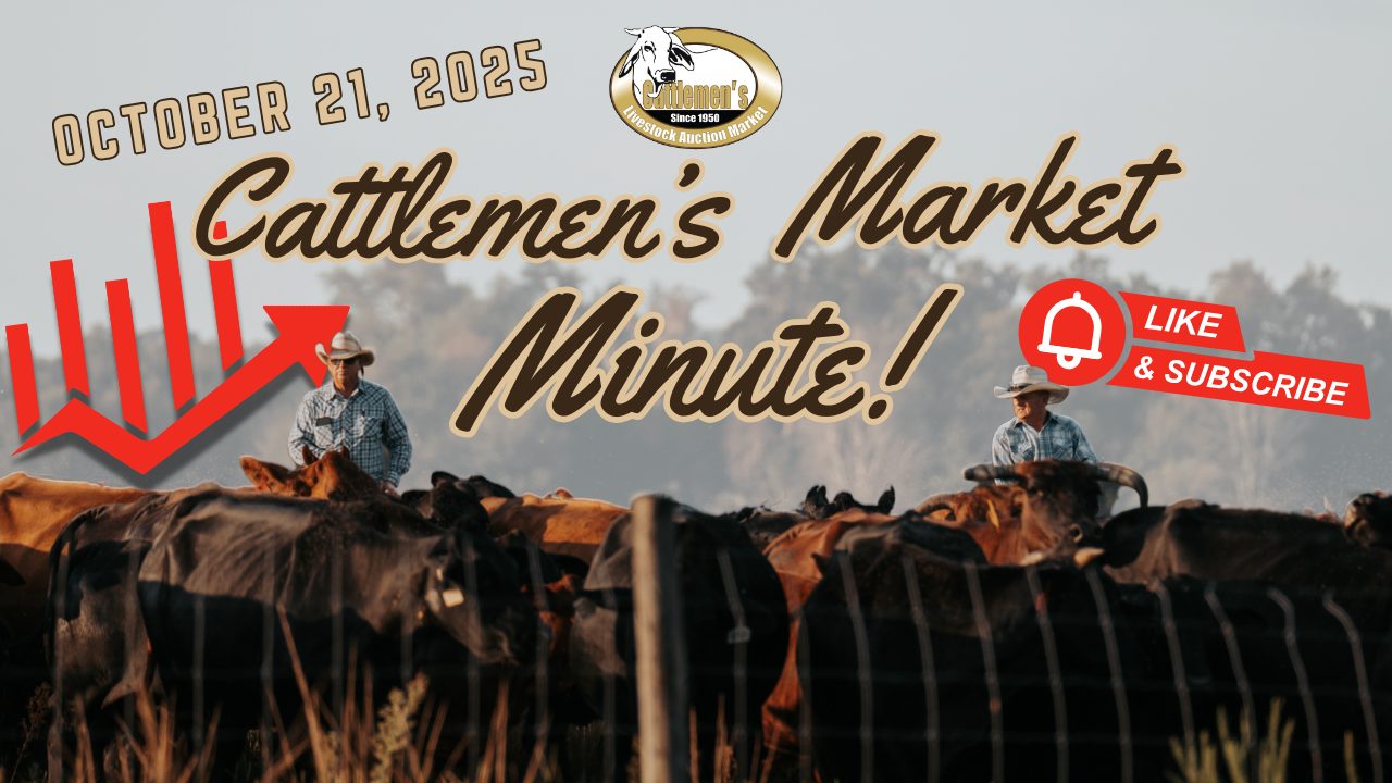 Load video: Cattlemen&#39;s Market Minute  – July 15, 2025 | 715 hd📈Trend:Cows &amp; Bulls $1 to $2 higherHeifers $4 to $8 higherSteers &amp; Bulls steady to $8 higher 🔥Check out these top prices🔥THE HIGH CALF BROUGHT $5.80/LB @ 180 lbs = $1,073 Multiple calves dollaring out over $2,000THE HIGH BUTCHER COW BROUGHT$1.74/LB @ 1405 lbs = $2,444.70THE HIGH BUTCHER BULL BROUGHT$1.97/LB @ 1490 lbs = $2,935 This week at Cattleman&#39;s Livestock Market in Lakeland, Florida, we saw a steady to stronger market across the board. We ran 714 head through the ring this week, around 200 head of CLM Vac calves. Heifer calves showed the most significant gains, with prices strengthening. Particularly those calves weighing 350-400 pounds and above, also experienced stronger prices. The cow and bull markets were up by two to three dollars. Notably, vac calves demonstrated higher value, emphasizing the importance of robust health programs, including minerals, warming, and vaccinations. Looking ahead, mark your calendars for the fall heifer and bull sale on October 31st, featuring a selection of Charolais Bulls and quality heifers and cows. As always, thank you to our producers, buyers, and everyone in between who trusts our family with their cattle marketing. - Dave Tomkow