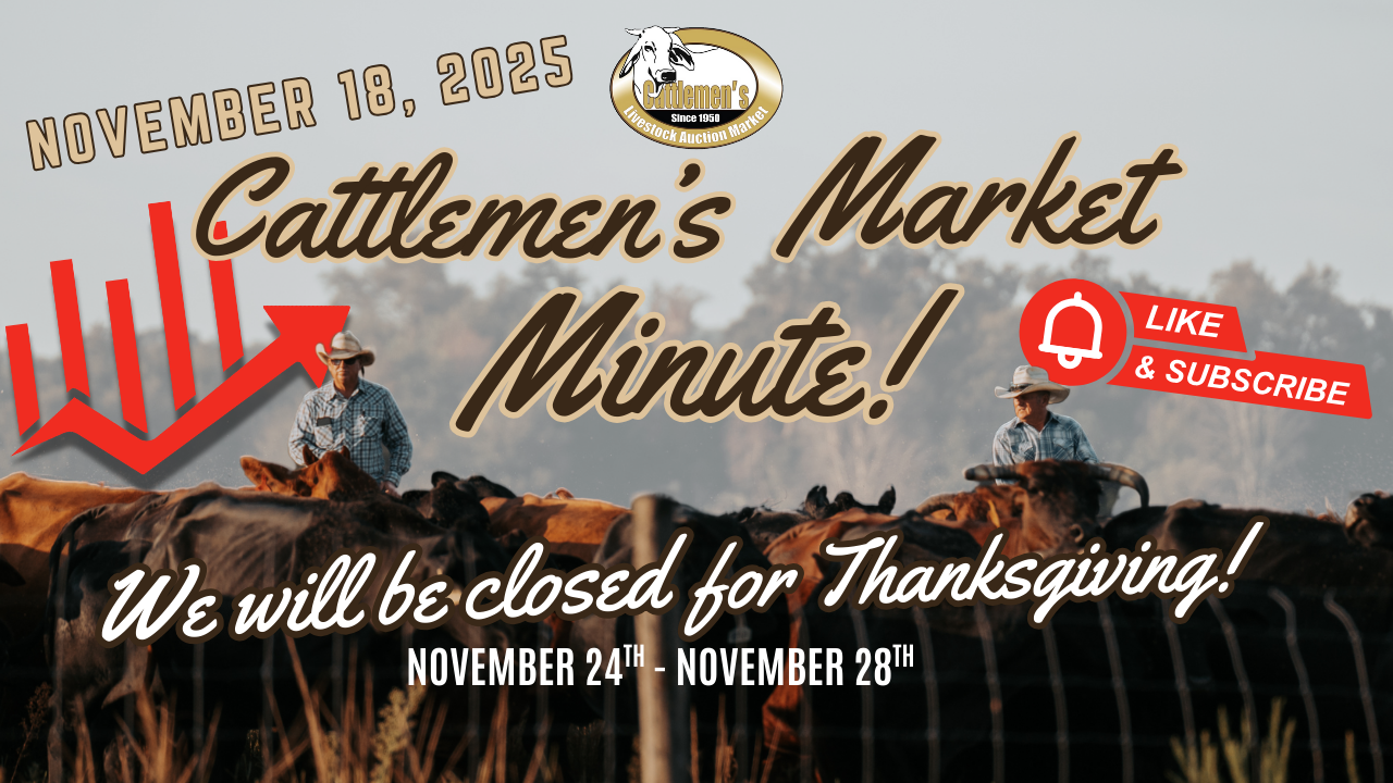 Load video: Cattle, Cattlemen’s, livestock, cattle sales, cowboy, market report, okeechobee, central florida, arcadia, ocala, sumter county, agriculture, florida agriculture, florida cattle,Cattle,Cattlemen’s,livestock,cattle sales,cowboy,market report,okeechobee,central florida,arcadia,ocala,sumter county,agriculture,florida agriculture,florida cattle,lakeland florida,plant city fl,polk county,pasco county,lake county,auction,cattle auction