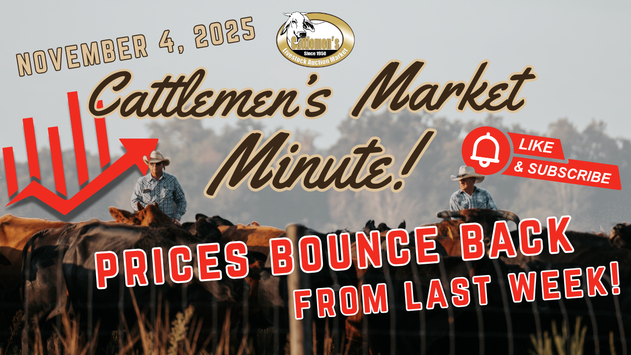 Load video: Cattle, Cattlemen’s, livestock, cattle sales, cowboy, market report, okeechobee, central florida, arcadia, ocala, sumter county, agriculture, florida agriculture, florida cattle,Cattle,Cattlemen’s,livestock,cattle sales,cowboy,market report,okeechobee,central florida,arcadia,ocala,sumter county,agriculture,florida agriculture,florida cattle,lakeland florida,plant city fl,polk county,pasco county,lake county,auction,cattle auction