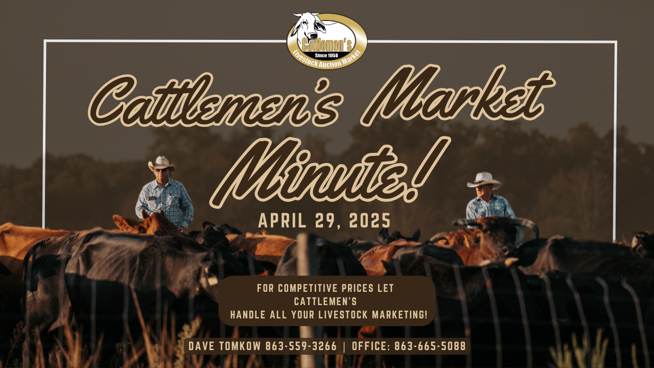Load video: Cattlemen’s Livestock Auction Market – April 29th, 2025This week, we sold a total of 342 head through the ring on Tuesday, with some impressive prices across the board! The high calve brought in $6.80, weighing in at 220 pounds bringing $1,564.00. The high cow brought $1.53, tipping the scales at 1,225 pounds dollaring out at $1,842.65. While the high bull brought $1.74 at 1,700 pounds dollaring out at $2,958.📈Trend:Cows &amp; Bulls $2 to $4 higher. All Calves are $9 to $15 higher.Overall, the market remains very strong and looks to keep that momentum going. Multiple calves bringing more than $1800. With the dry season upon us, we’re seeing lighter calves coming off of heifers, coming through the ring bringing record-high prices!Stay tuned for more insights and updates on the ever-changing livestock market!