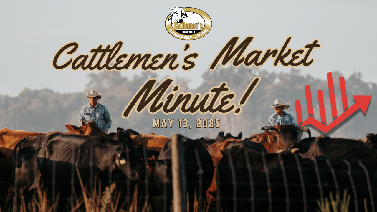 Load video: Cattlemen’s Livestock Auction Market – May 13th, 2025380 hdTrend:Bulls $2 to $4 HigherCows steady All calves mostly steady Check out these top pricesTHE HIGH CALF BROUGHT$6.60/LB @ 170 lbs = $1,112.00THE HIGH COW BROUGHT$1.52/LB @ 1,145 lbs = $1,740THE HIGH BULL BROUGHT$1.85/LB @ 1,305 lbs = $2,414.25Overall, it looks like the calf market is going to stay strong. Multiple calves bringing $1,800 - $1900. With the dry season upon us, we’re seeing lighter calves coming off of heifers, coming through the ring bringing record-high prices! The cattle market remains very strong, and it looks to keep that momentum going.